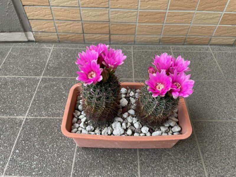 動画アイキャッチ